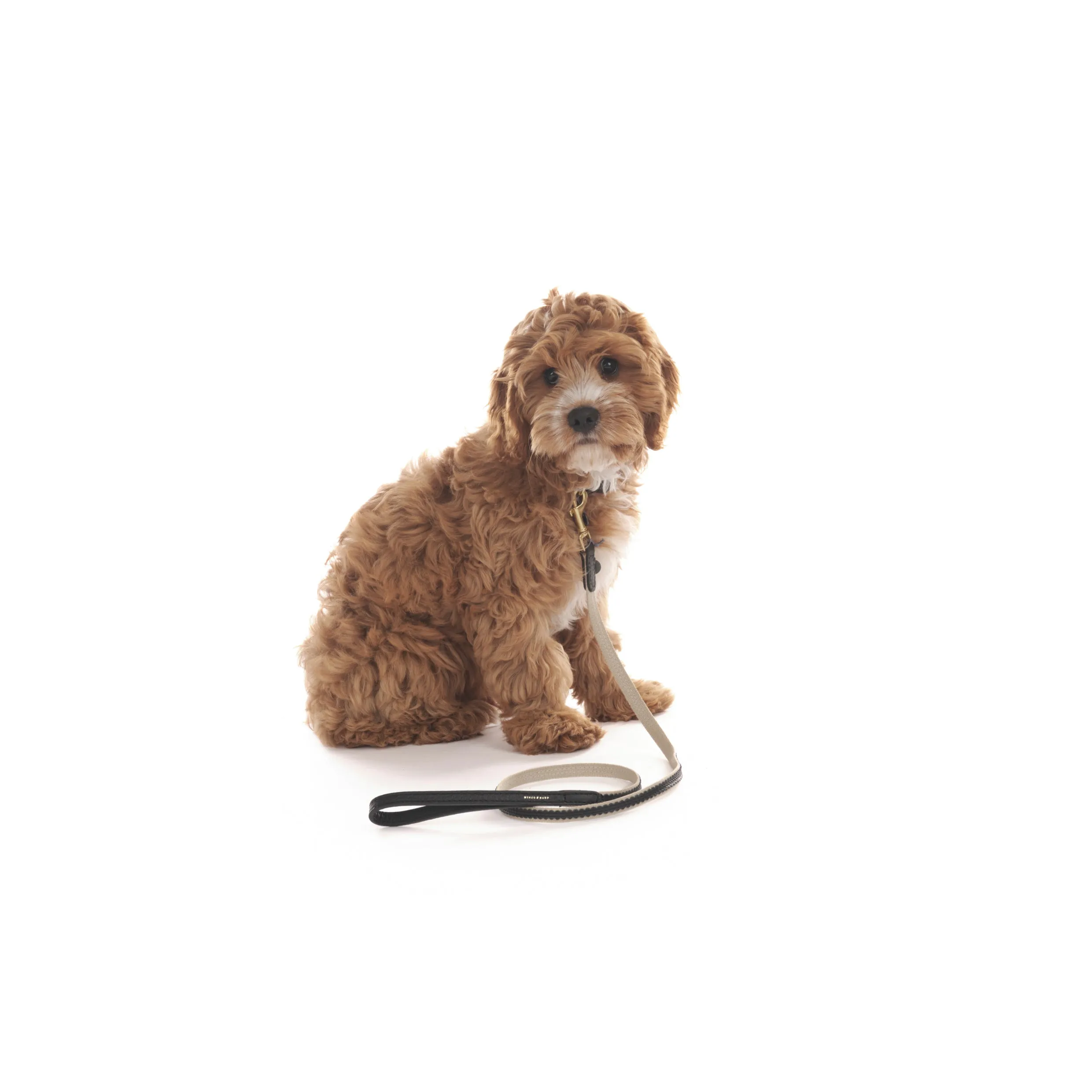 Bonbon Dog Collar