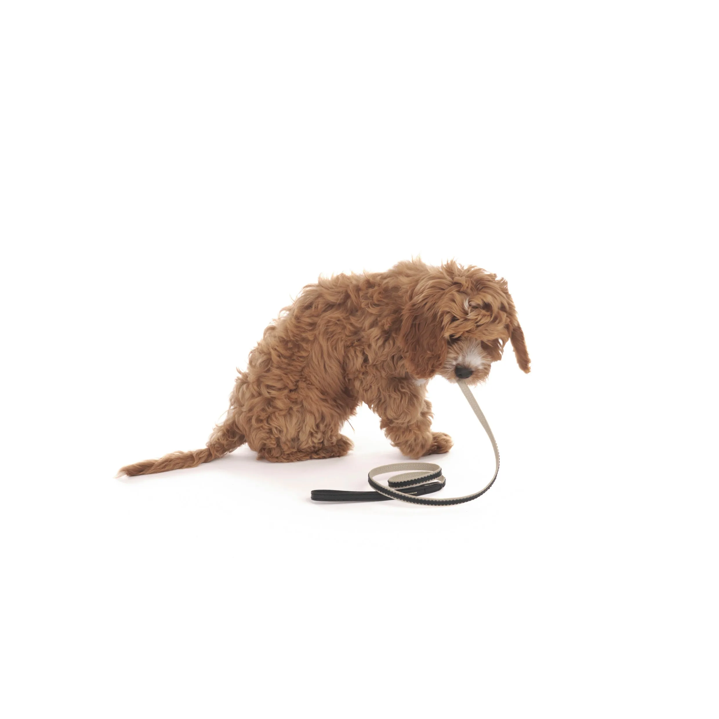 Bonbon Dog Lead
