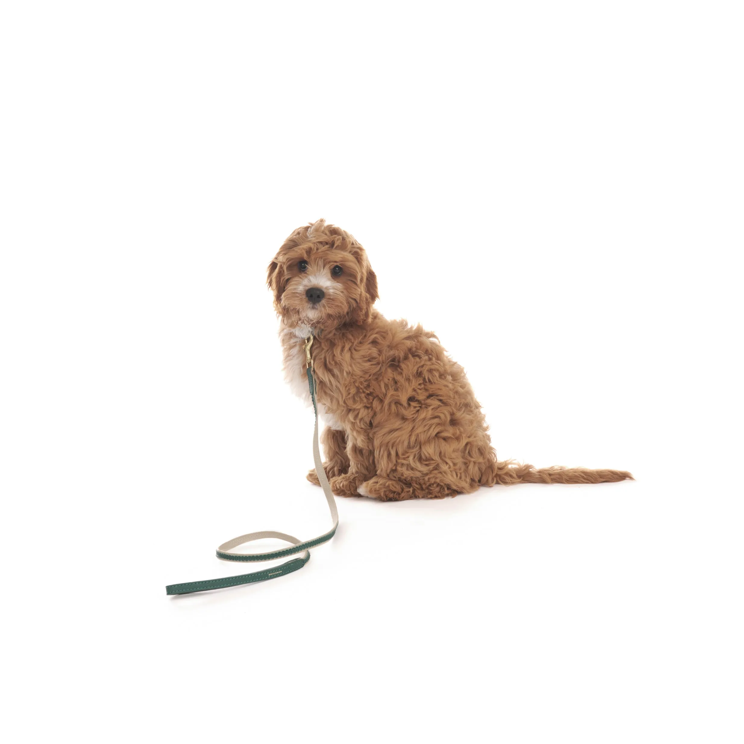 Bonbon Dog Lead
