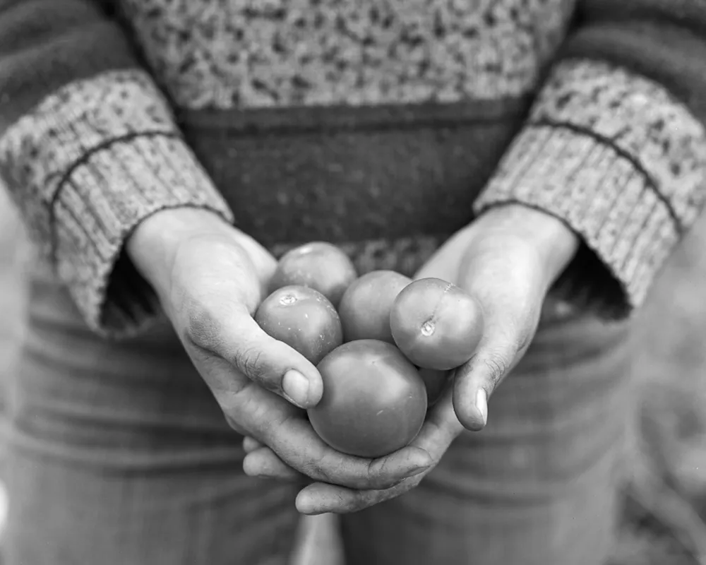 Campari Tomatoes, 2013. From the series, Urban Farms