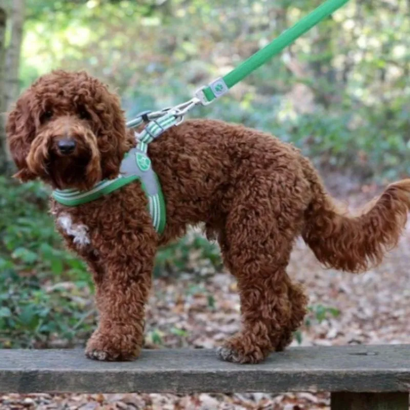 Green Stripe Dog Harness