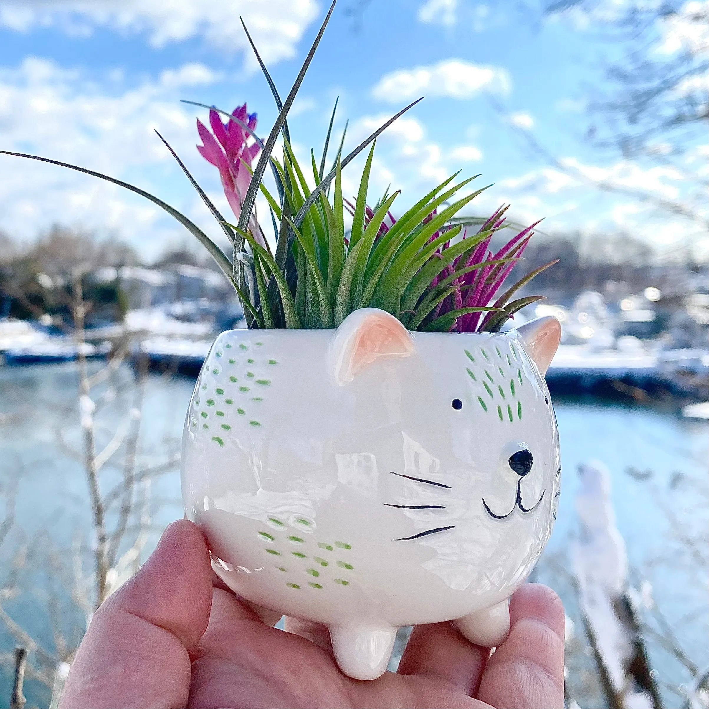 😽Happy Cat Terrarium