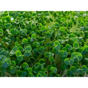 Microgreen/Sprouting Seeds - Basil