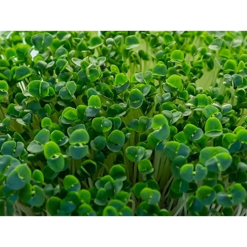 Microgreen/Sprouting Seeds - Basil