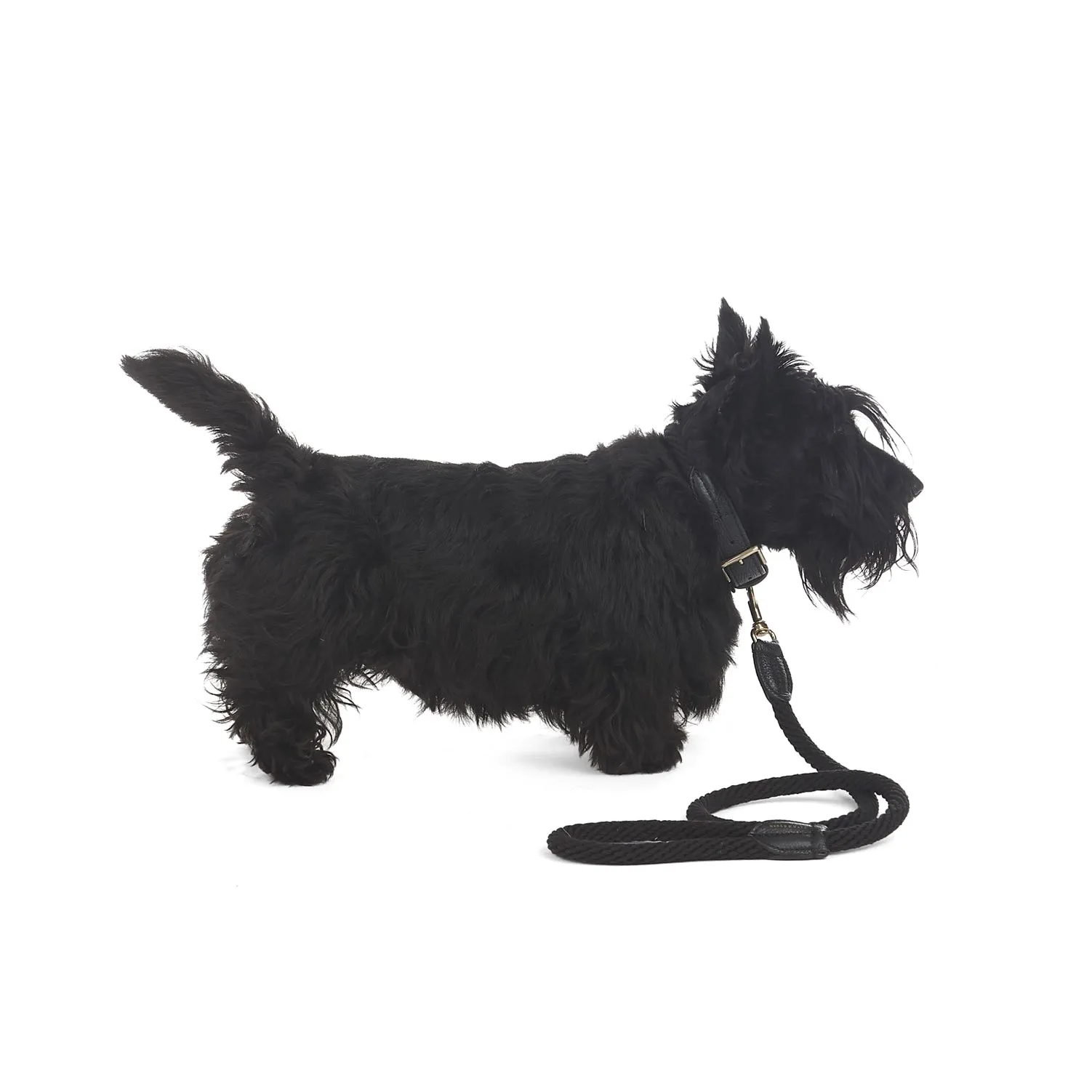 Rope Dog Collar