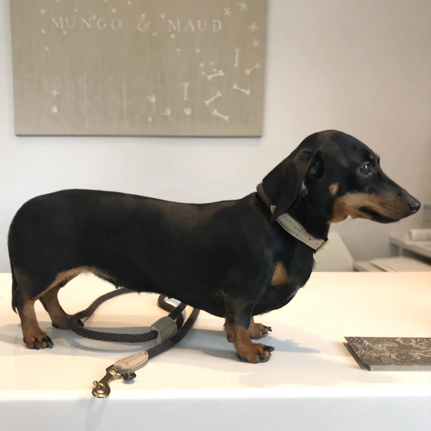 Rope Dog Lead