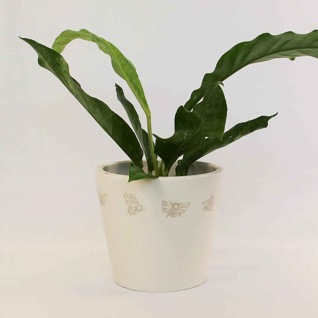 Urban Oasis Melli Pot Oyster 240mm