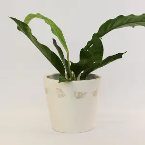 Urban Oasis Melli Pot Oyster 240mm